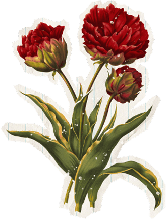 Illustratie Tuin